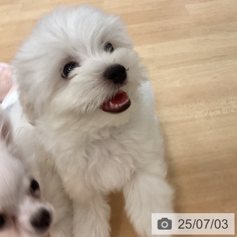 マルチーズの写真