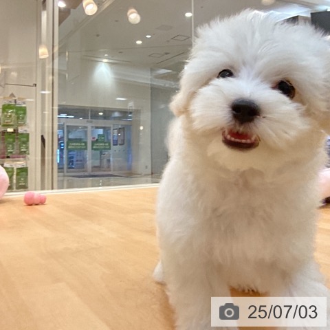 マルチーズの写真