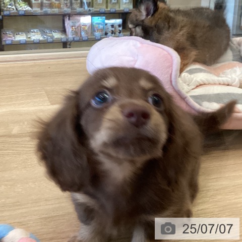 ミニチュア・ダックスフンドの写真