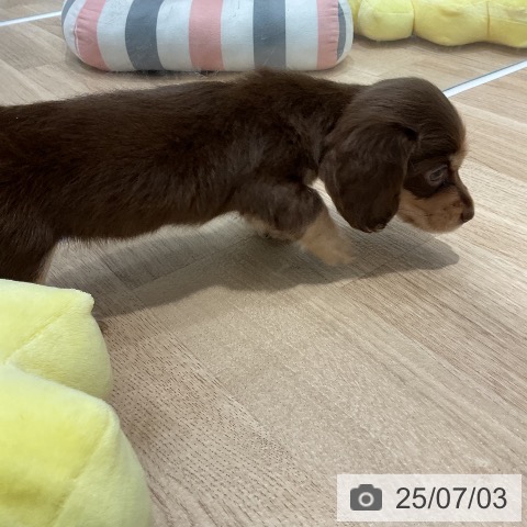 ミニチュア・ダックスフンドの写真
