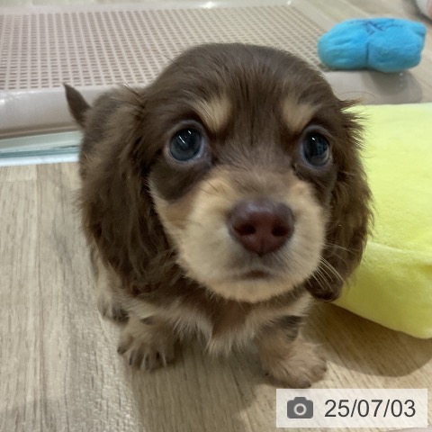 ミニチュア・ダックスフンドの写真