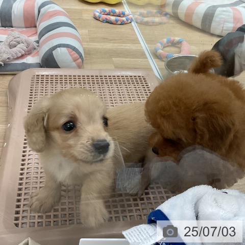 ミニチュア・ダックスフンドの写真