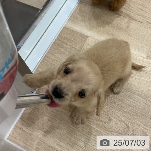 ミニチュア・ダックスフンドの写真