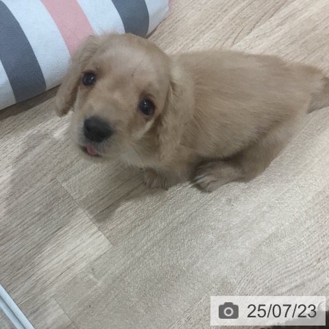 ミニチュア・ダックスフンドの写真