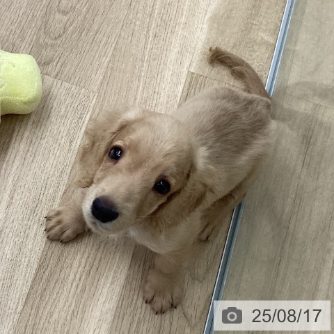 ミニチュア・ダックスフンドの写真