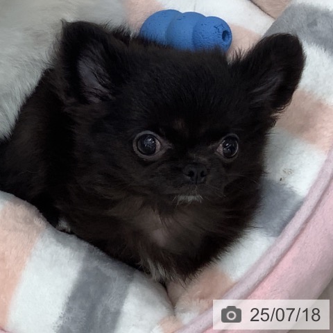 チワワの写真