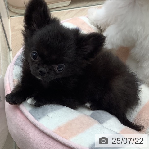 チワワの写真