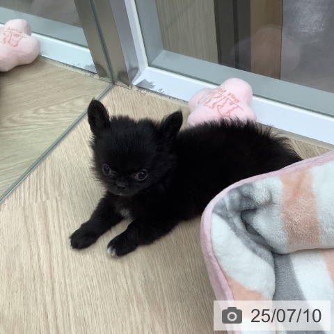 チワワの写真