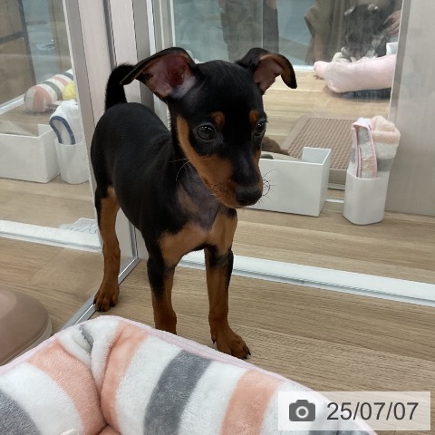 ミニチュア・ピンシャーの写真