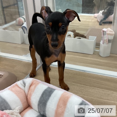 ミニチュア・ピンシャーの写真