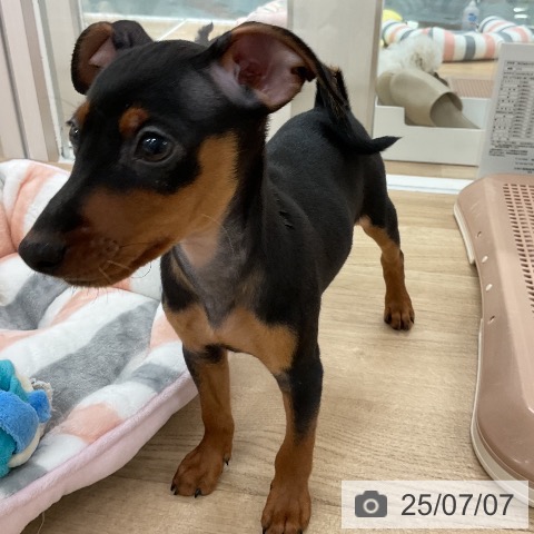 ミニチュア・ピンシャーの写真