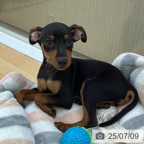 ミニチュア・ピンシャーの写真