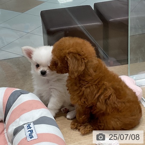 チワワの写真