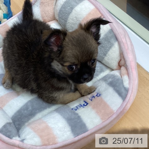 チワワの写真