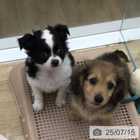チワワの写真
