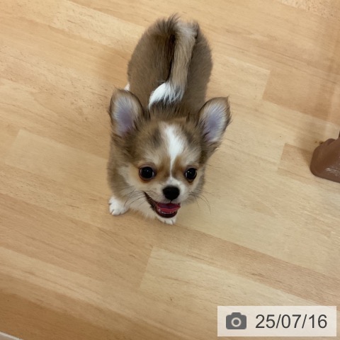 チワワの写真