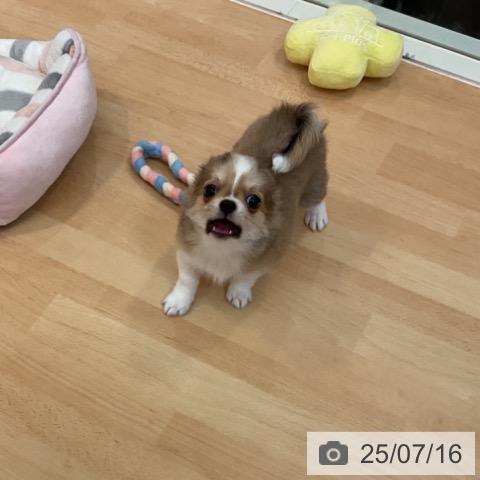 チワワの写真
