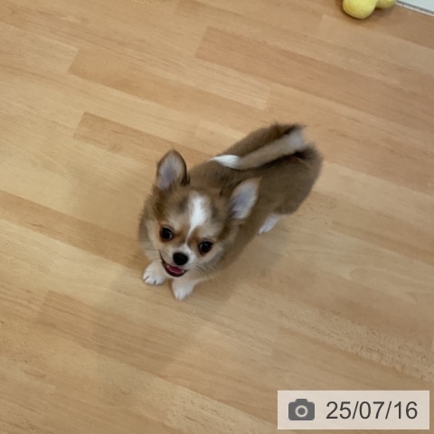 チワワの写真