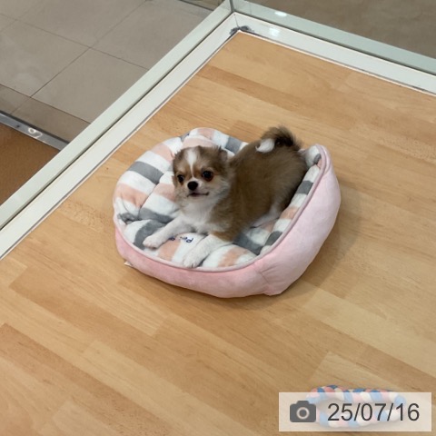 チワワの写真