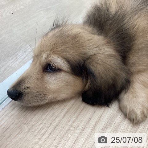 ミニチュア・ダックスフンドの写真