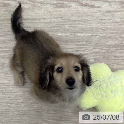 ミニチュア・ダックスフンドの写真