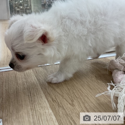 チワワの写真