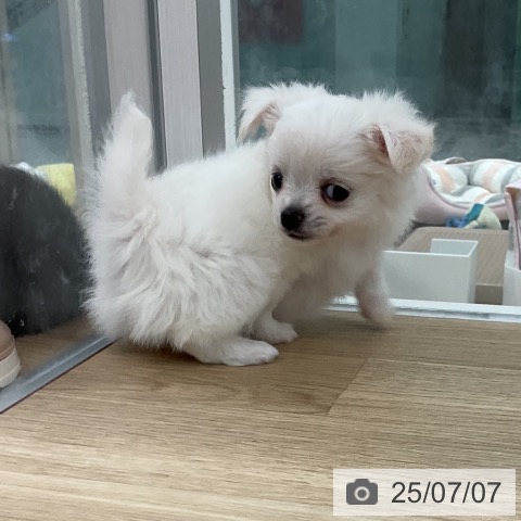 チワワの写真