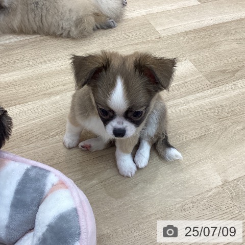 チワワの写真