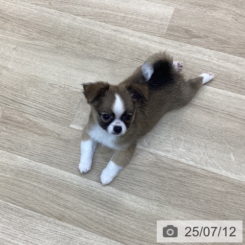 チワワの写真