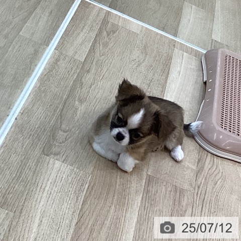 チワワの写真