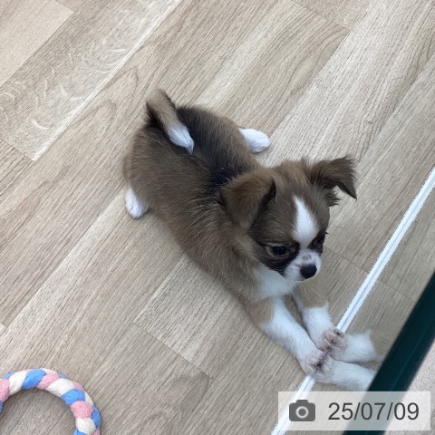 チワワの写真