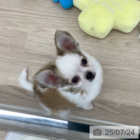 チワワの写真