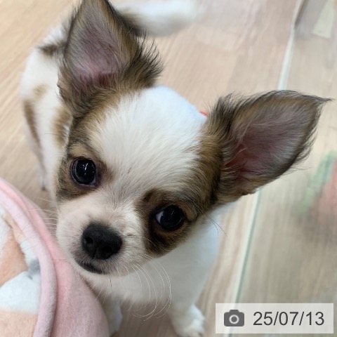チワワの写真