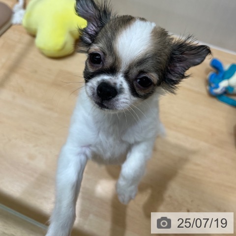 チワワの写真