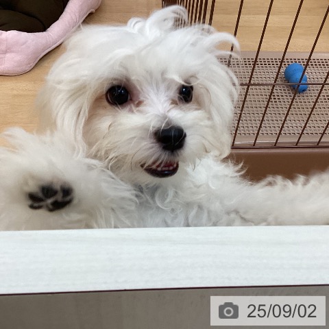 マルチーズの写真
