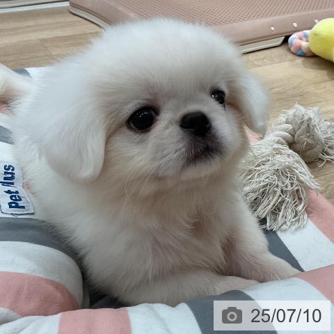 ペキニーズの写真