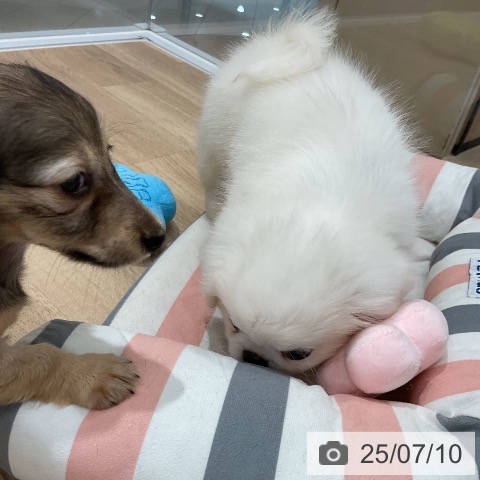 ペキニーズの写真