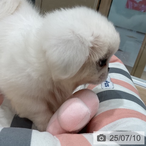 ペキニーズの写真