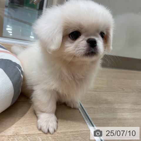 ペキニーズの写真