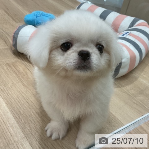 ペキニーズの写真