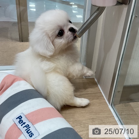 ペキニーズの写真