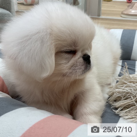ペキニーズの写真