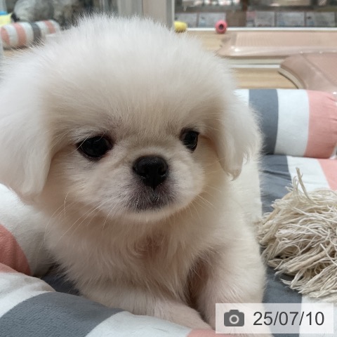 ペキニーズの写真