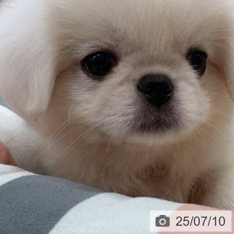 ペキニーズの写真