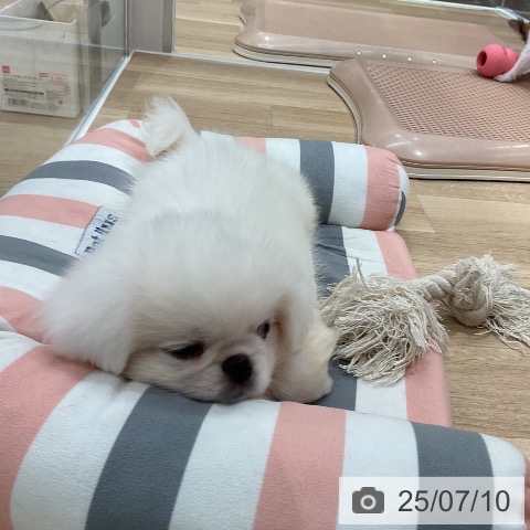 ペキニーズの写真