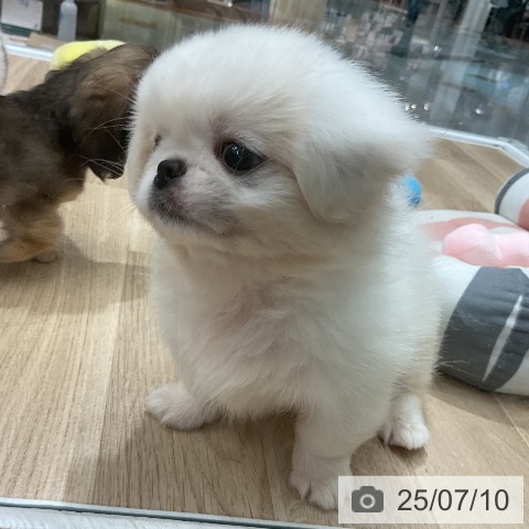 ペキニーズの写真