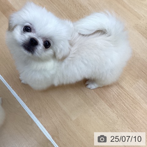ペキニーズの写真