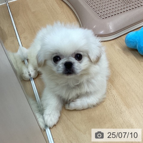 ペキニーズの写真