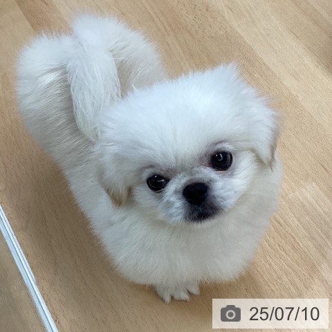 ペキニーズの写真