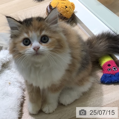 ラガマフィンの写真